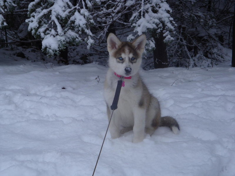 Nikki 2-3months (60).jpg