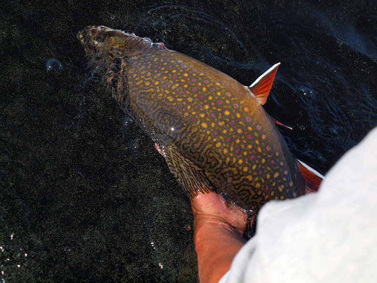 nip2013-10_zpseedd4991-1_ee88e3d6d7be9382672ba38ab50d27cdfb95972b.jpg