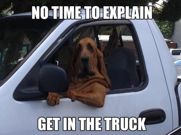 no-time-to-explain-get-in-the-truck-funny-dog-memes.jpg