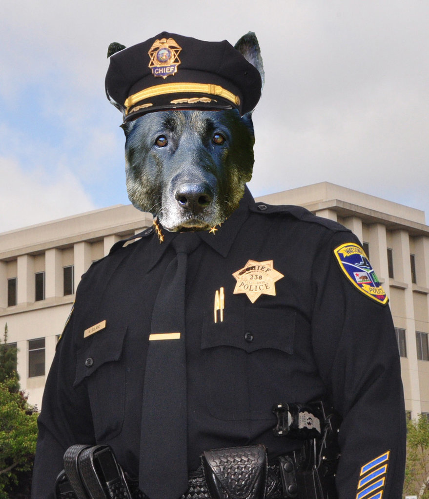noah-best-of-dog-cop-you-better-believe-it.jpg