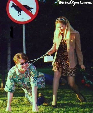 nodogs.jpg