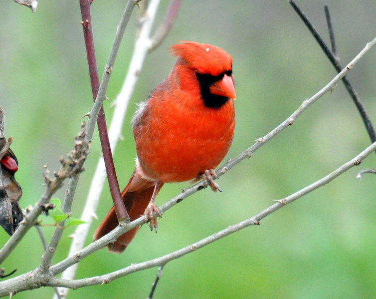 Northern Cardinal.jpg