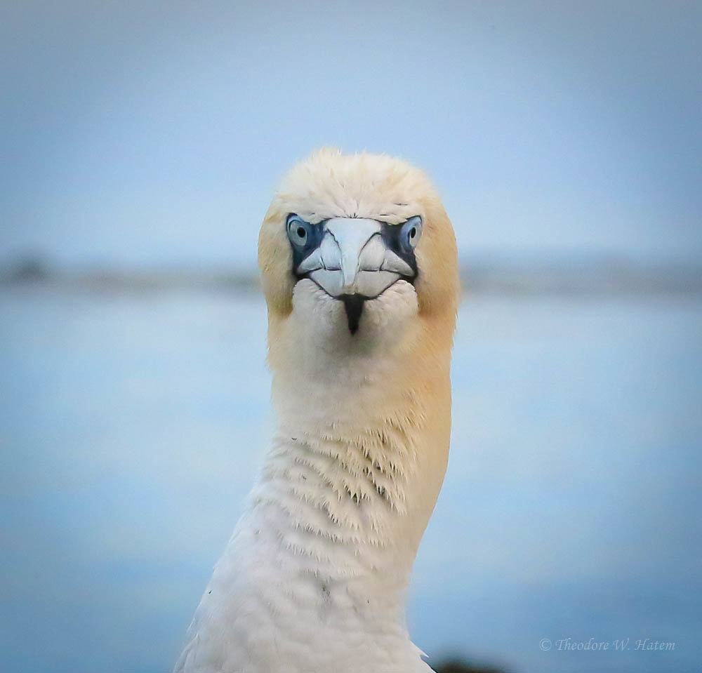 Northern Gannet.4.jpg