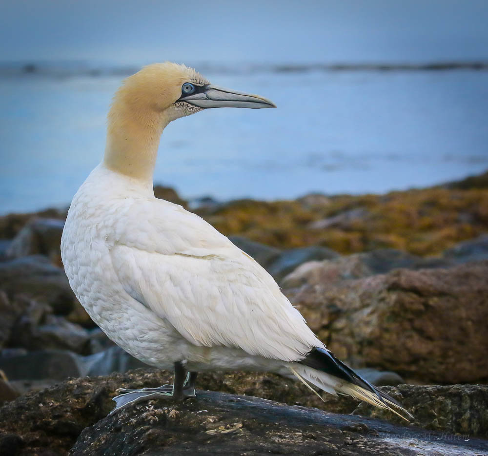Northern Gannet.jpg
