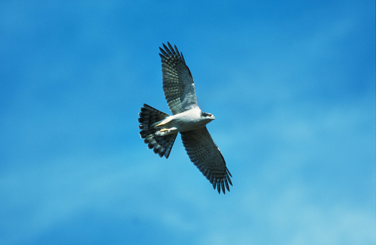 Northern Goshawk w13-17-049_V.jpg