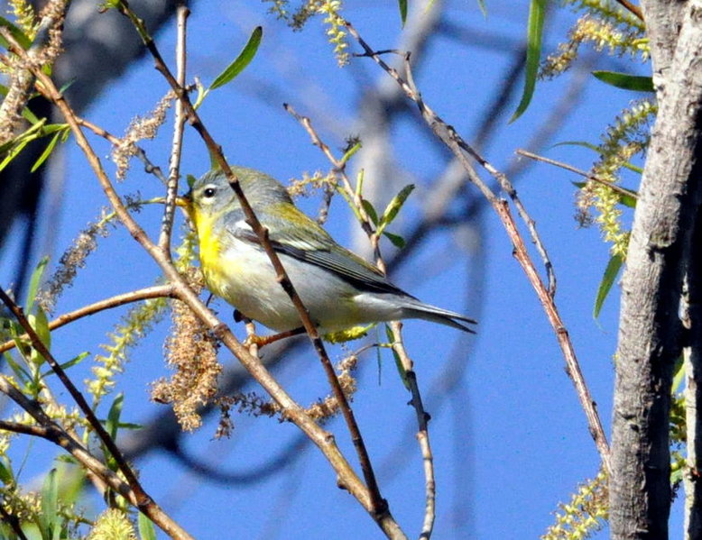 Northern Parula 2.jpg
