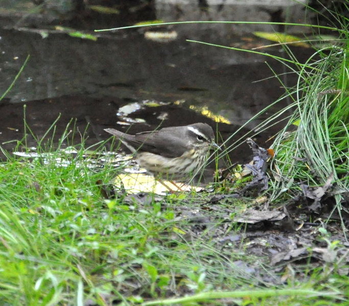 Northern Waterthrush.jpg