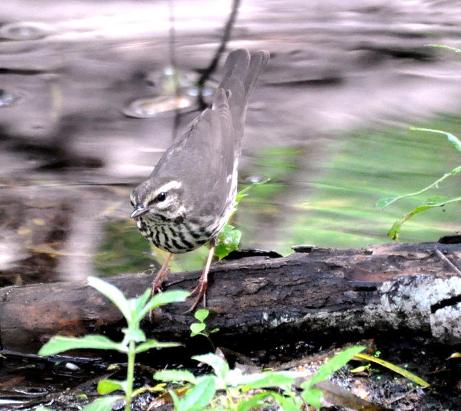 Northern Waterthrush.jpg