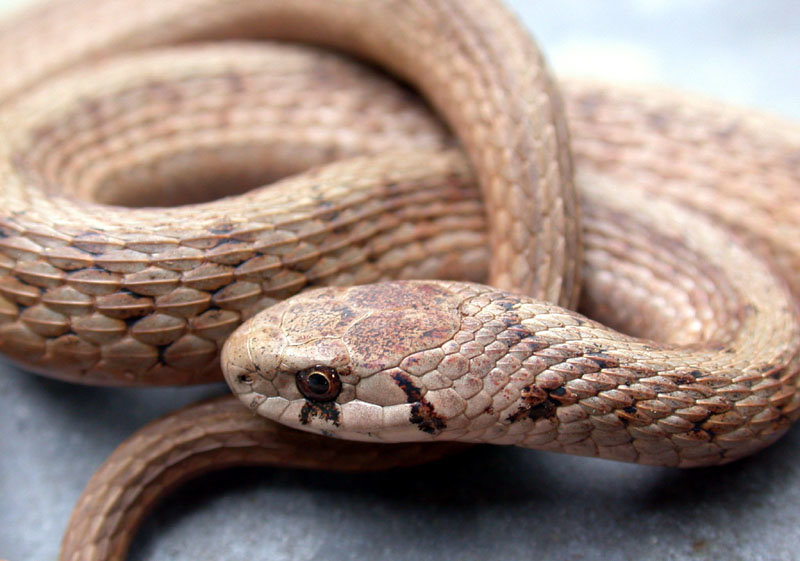 northernbrownsnake.jpg