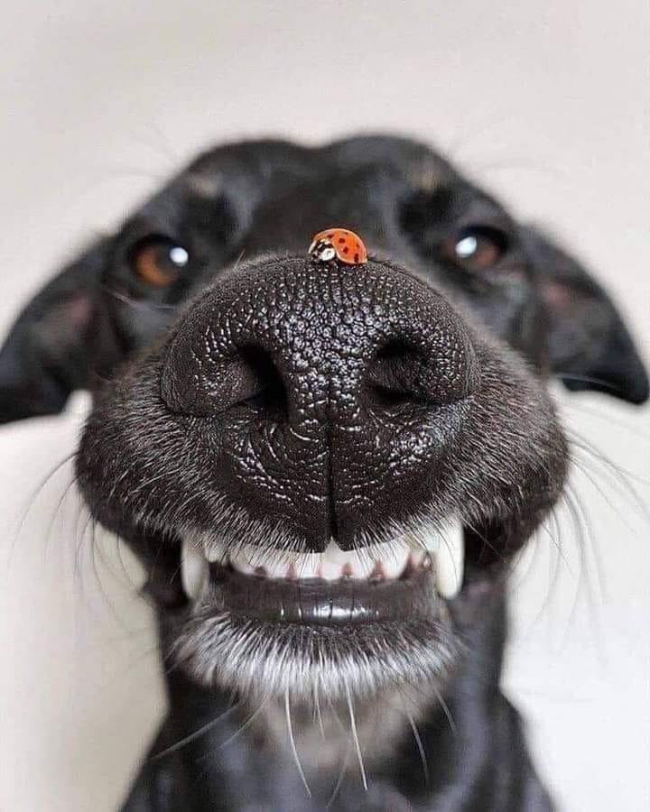 NOSE.jpg