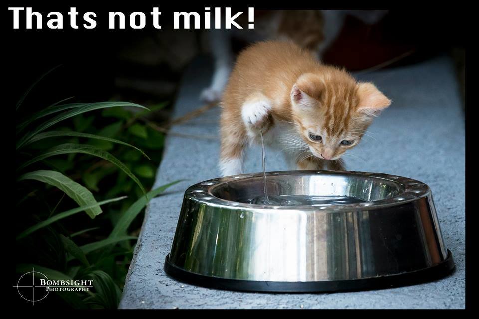 not milk.jpg