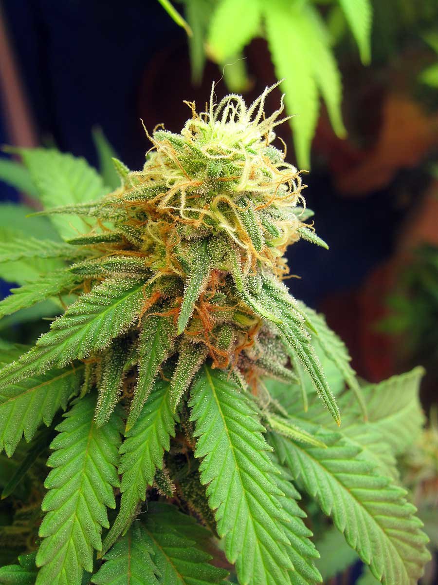 not-ready-harvest-white-pistils (1).jpg