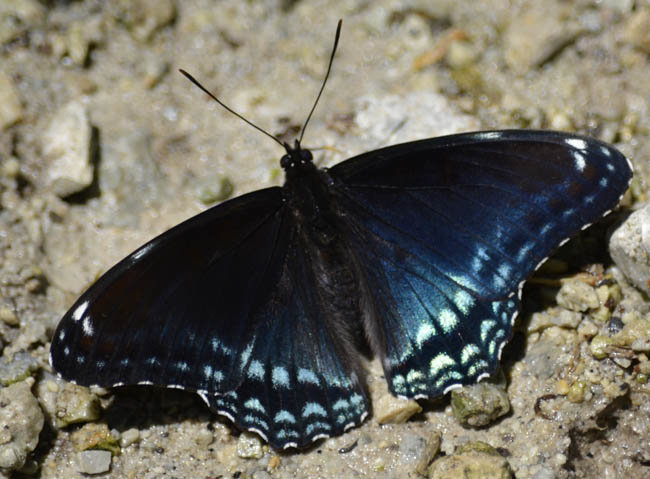 NotRedSpottedPurpleButterflyonNaturalCrooksDotCom.jpg