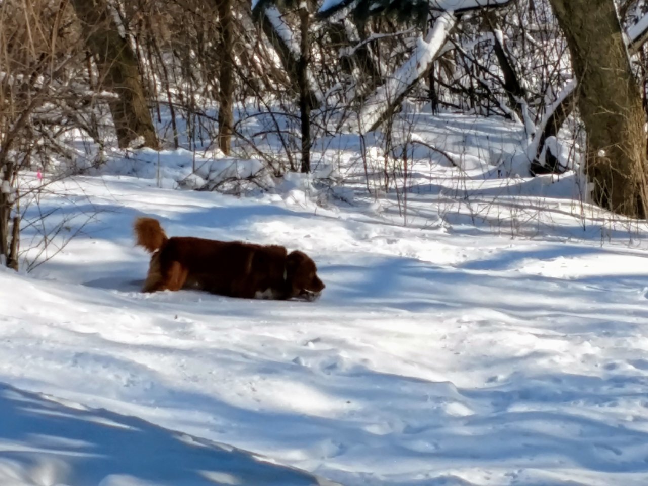 nova dick deep in snow.jpg