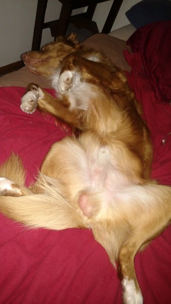 nova in bed.jpg