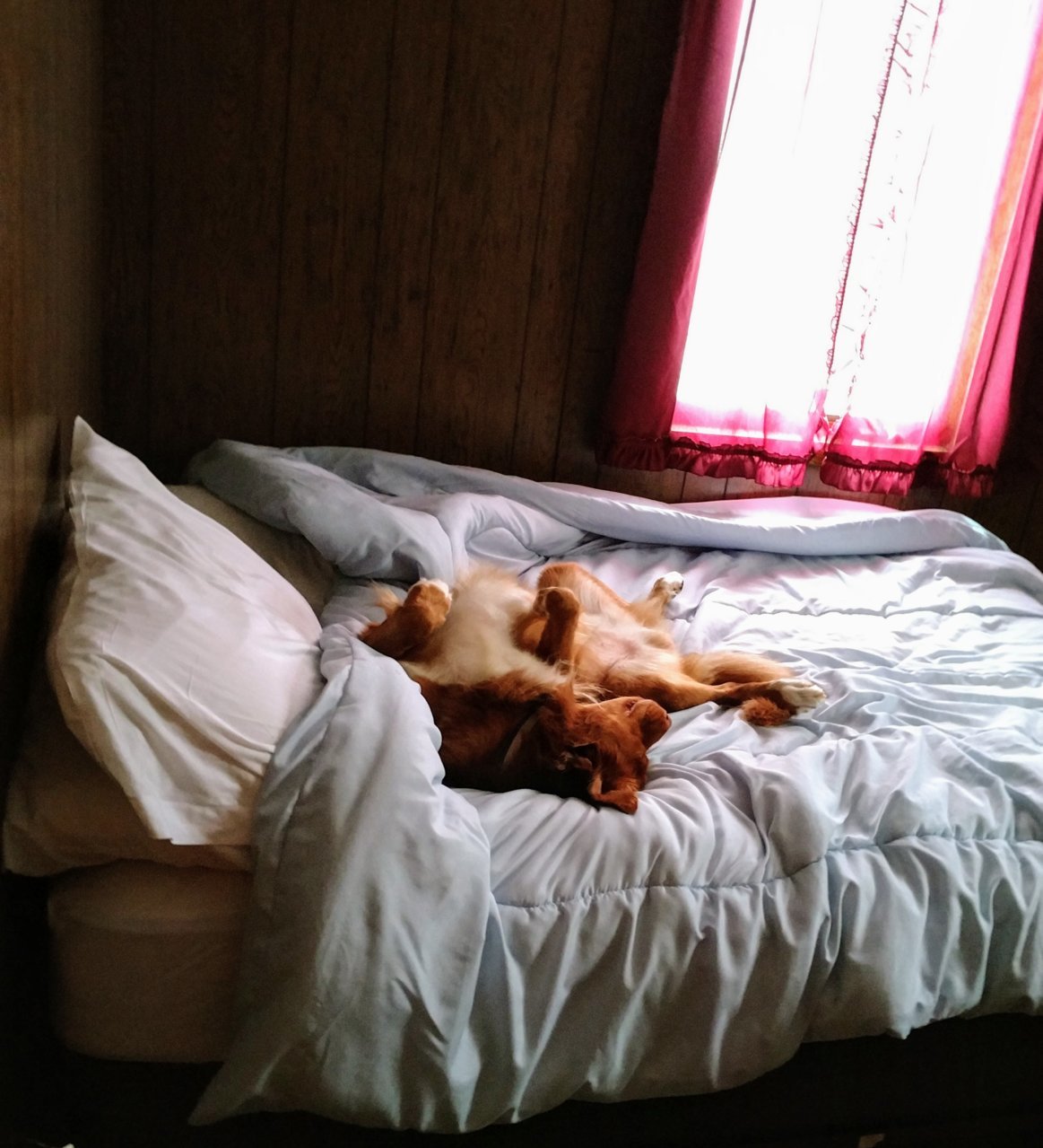 nova sleeping in bad.jpg