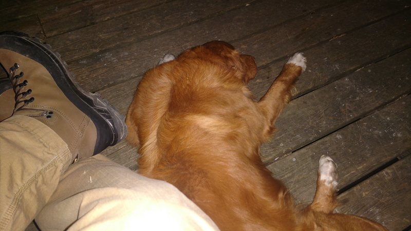 Nova sleeping.jpg