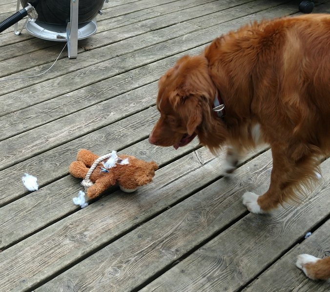 nova toy.jpg