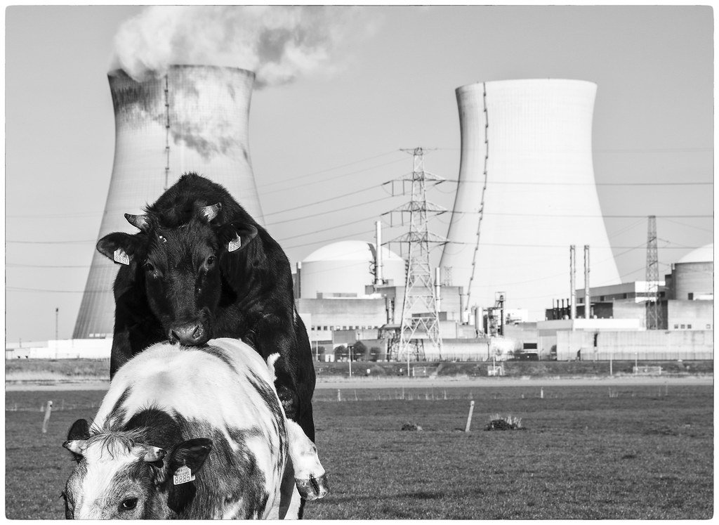 nuke cows.jpg