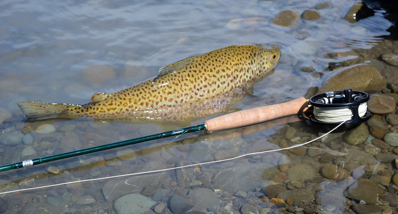 NZ brown.jpg