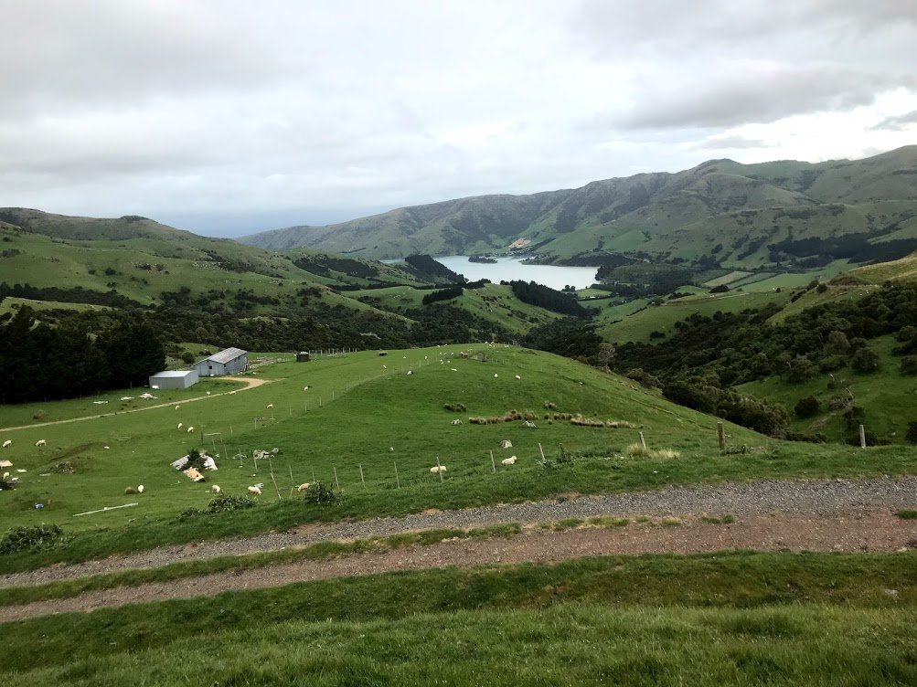 nz5.jpg