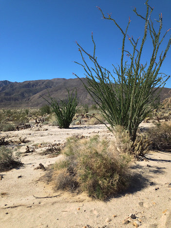 Ocotillo.jpg