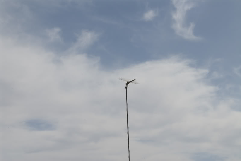 Ocotillo110709-47_91be408d1764e6e6e366a69a318216a8e26b1097.jpg