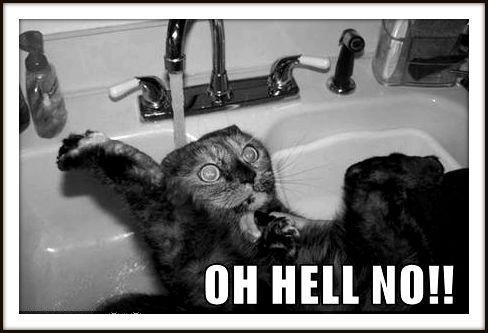 Oh-heLL-NO-funny-pictures-13601138-488-333.jpg