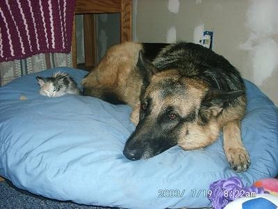 ohjoyanothercattostealmybed.jpg