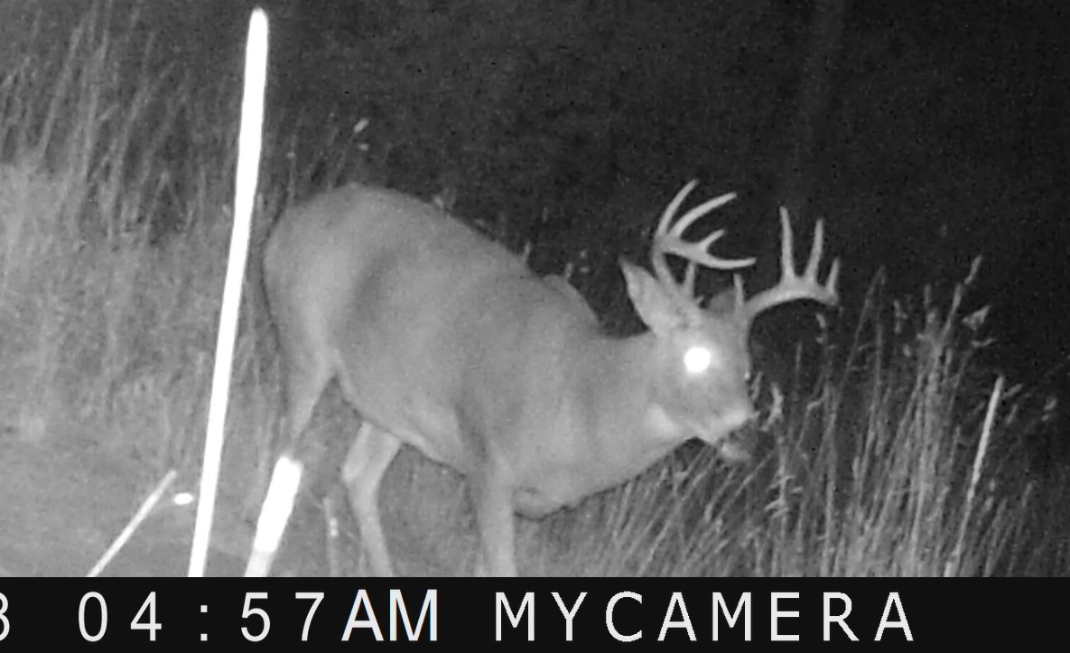 ok buck.jpg