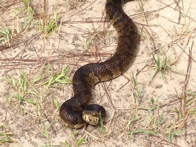 oke cottonmouth.jpg