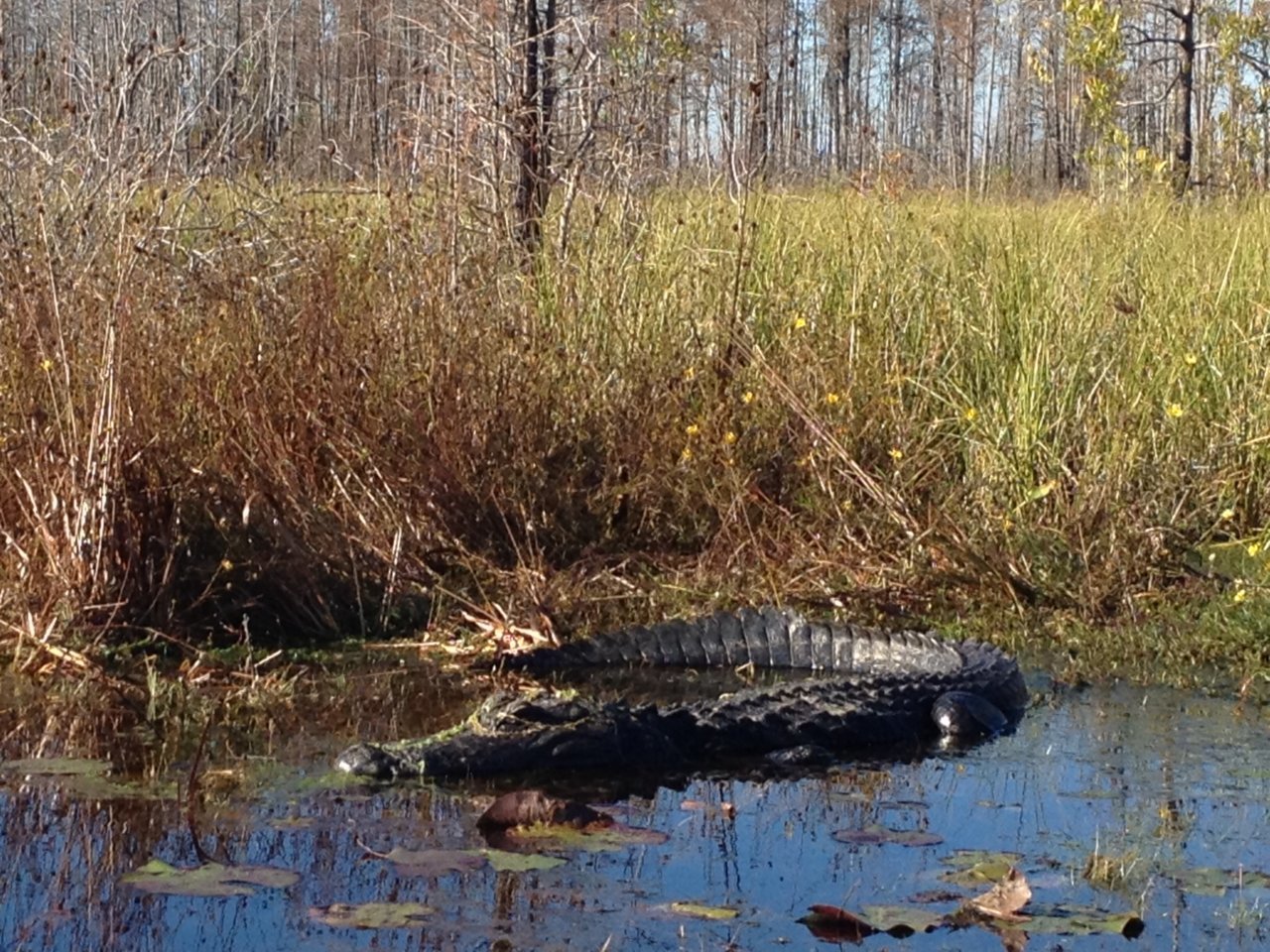 oke gator.jpg