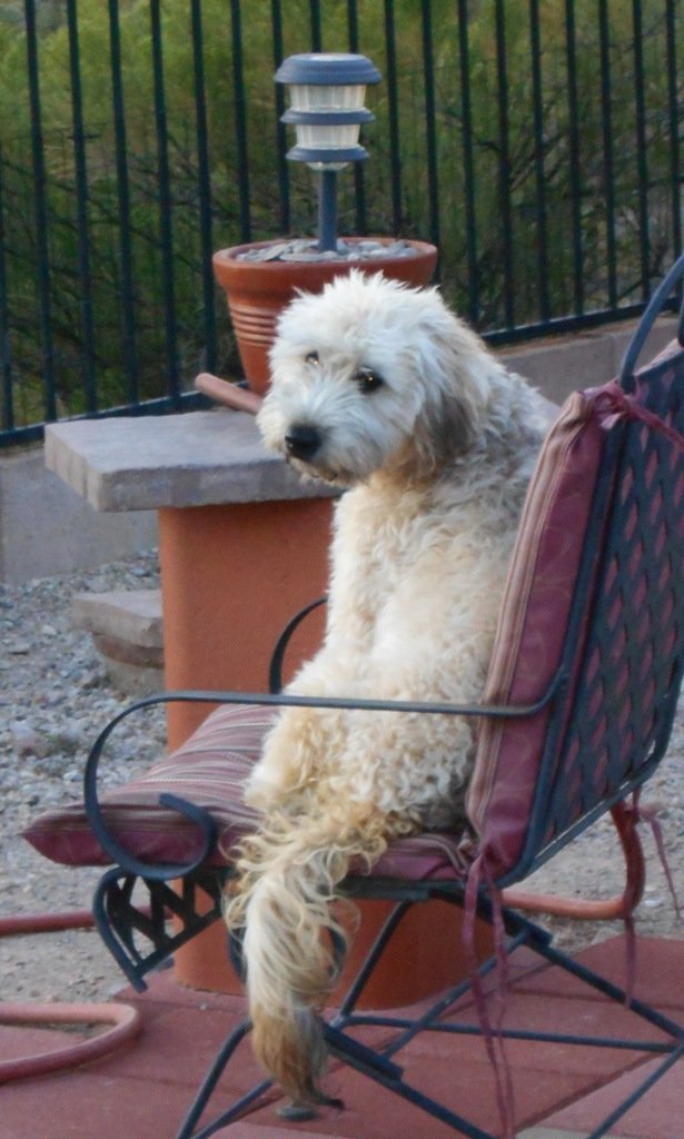 Olive on her perch_reduced.jpg