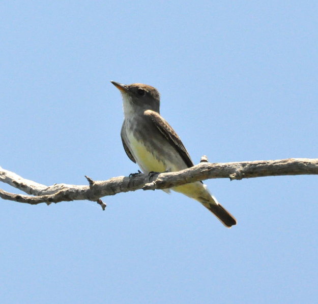 Olive-sided Flycatcher.jpg
