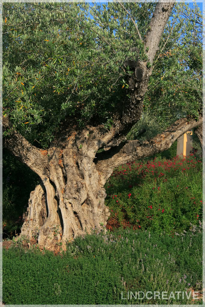 olive_tree_e85bd87d6103b2ac7578677f60bc92ddfbe06e5a.jpg