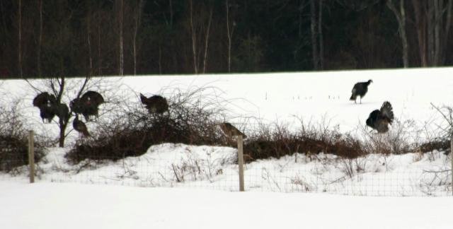OlTwoBeardsJr2014_65e61ab0279df952733361566393c55579a32102.jpg