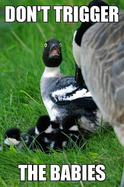 Omg goose 25012017171528.jpg