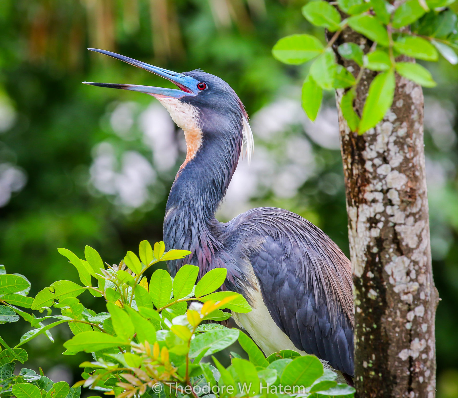 OP Tri-colored Heron.1.jpg