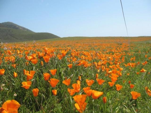 orange poppies field picture.jpg