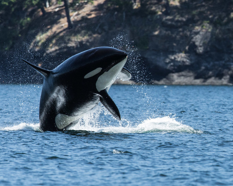 Orca-Legacy1-5515.jpg