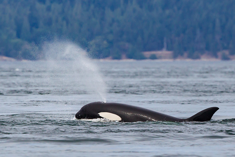 Orca-TWFM-3-6267.jpg