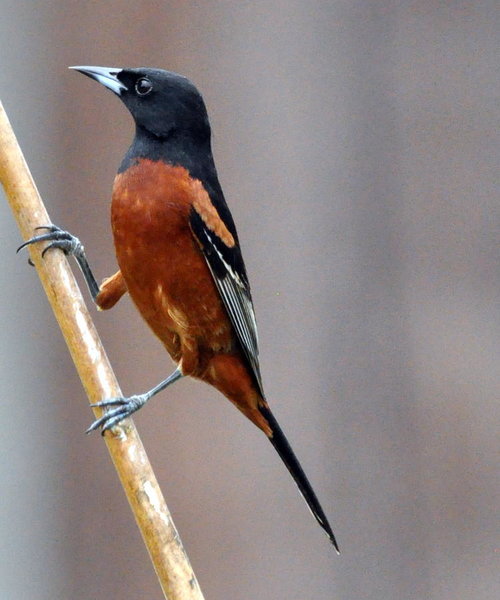 Orchard Oriole.jpg
