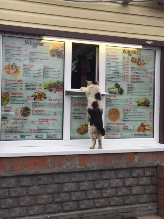 ordering-meal.jpg