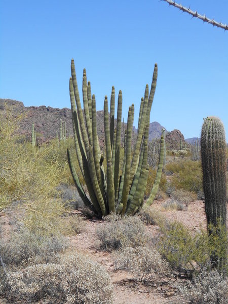 Organ Pipe Cactus.jpg