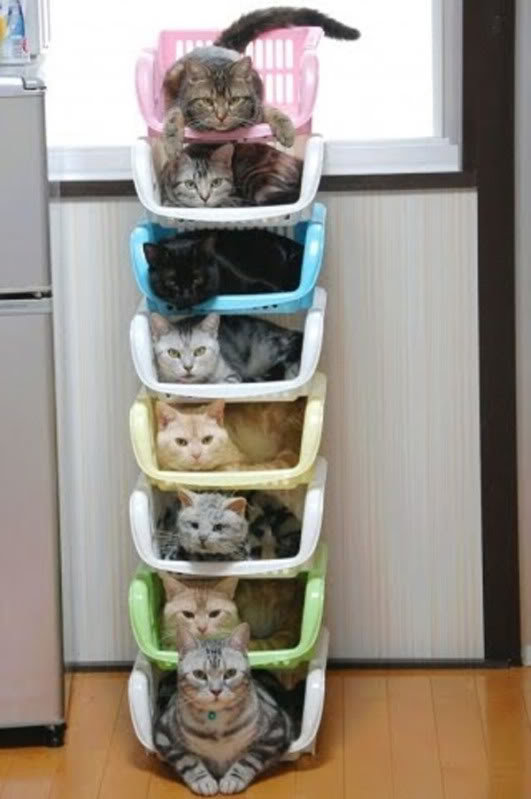 organised_cats_51866b66b145f57adfd94f12d4c2eac54f2f70ea.jpg