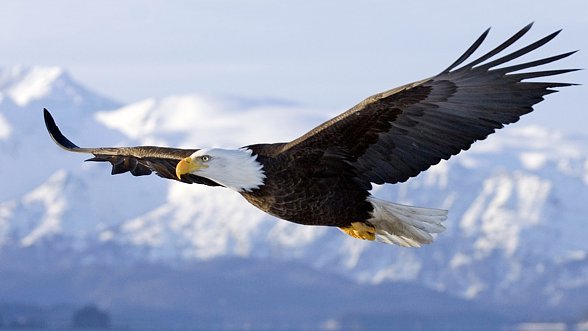 Orzeł-bielik-White-tailed-Eagle.jpg