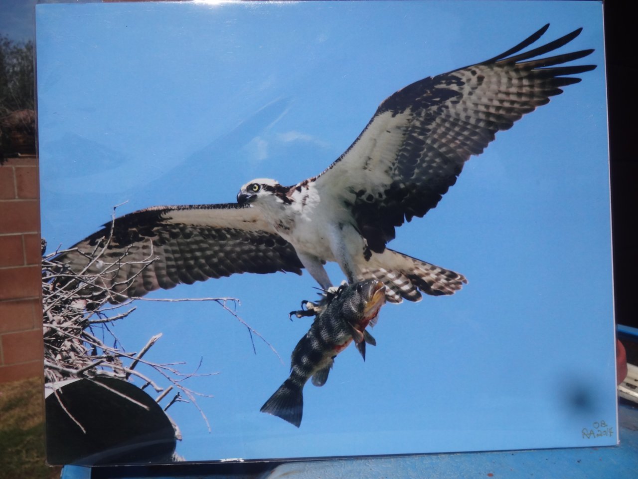 Osprey.jpg
