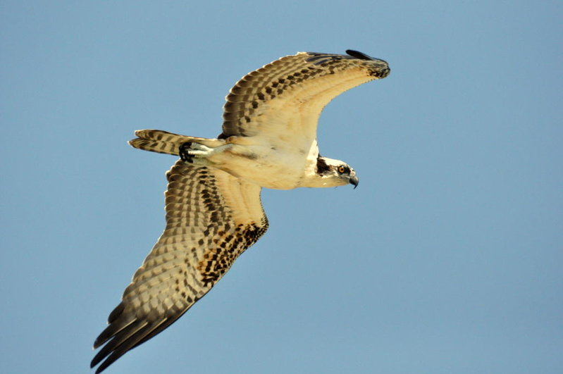Osprey.jpg