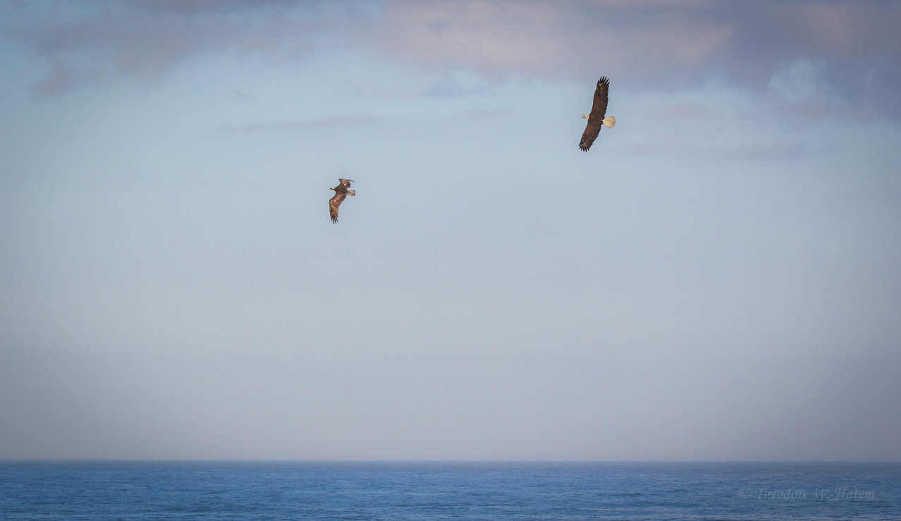 Osprey & The Eagle Chase.jpg