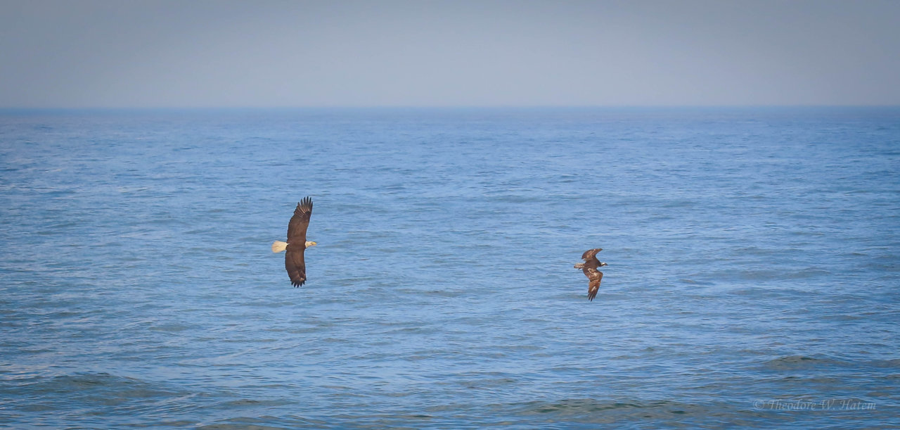 Osprey & The Eagle Chase (R).jpg